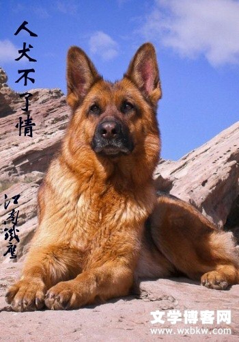 人犬不了情